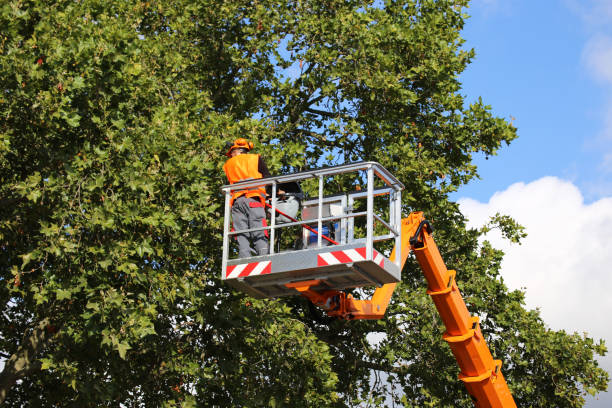 Best Fruit Tree Pruning  in Medina, TN