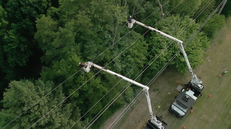 How Our Tree Care Process Works  in  Medina, TN
