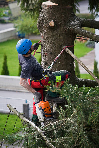 Best Tree Health Inspection  in Medina, TN