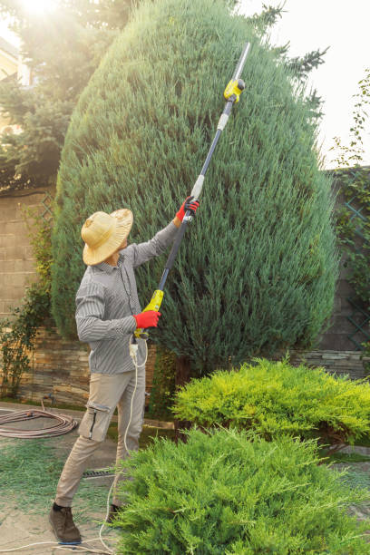 Best Tree Removal  in Medina, TN